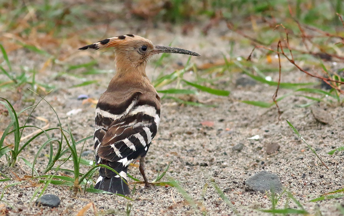 Eurasian hoopoe