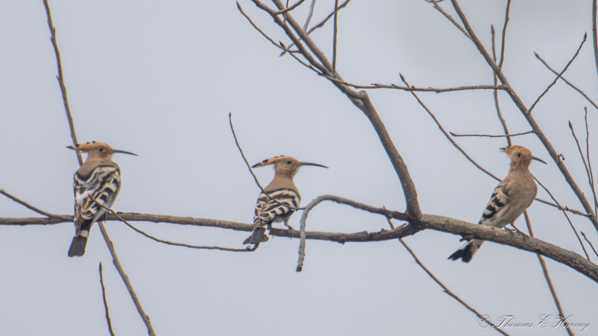 Eurasian Hoopoe