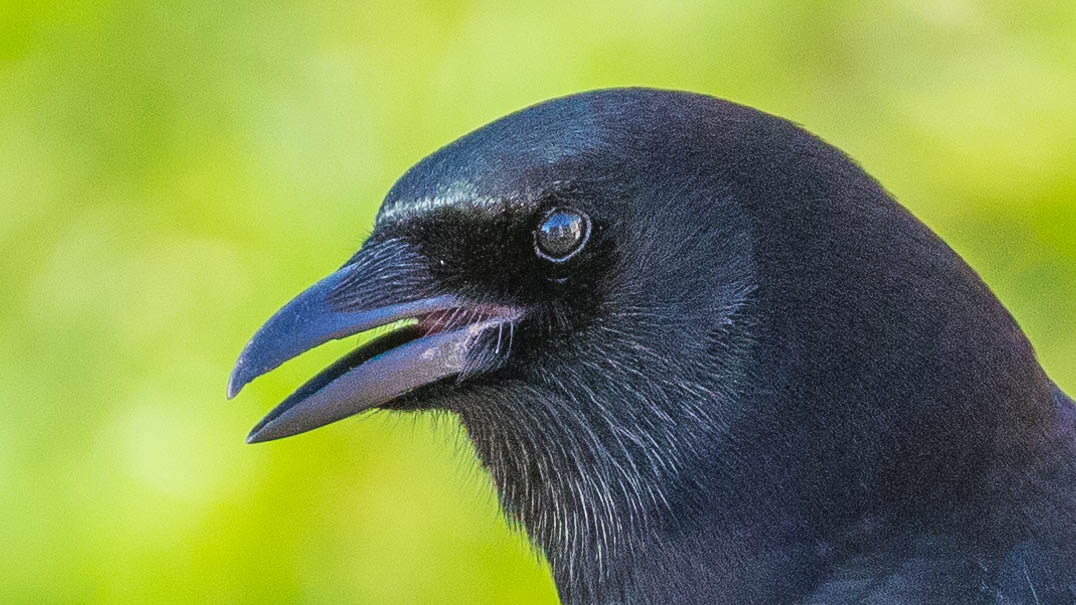 Eurasian Magpie