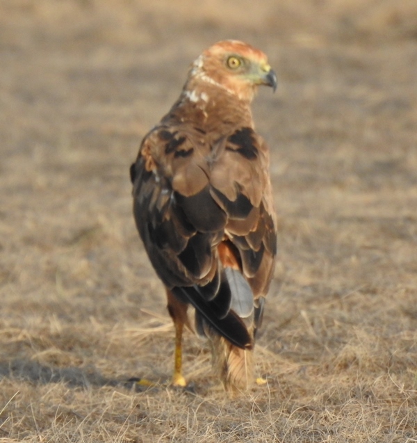 Eurasian Marsh Harrier Male