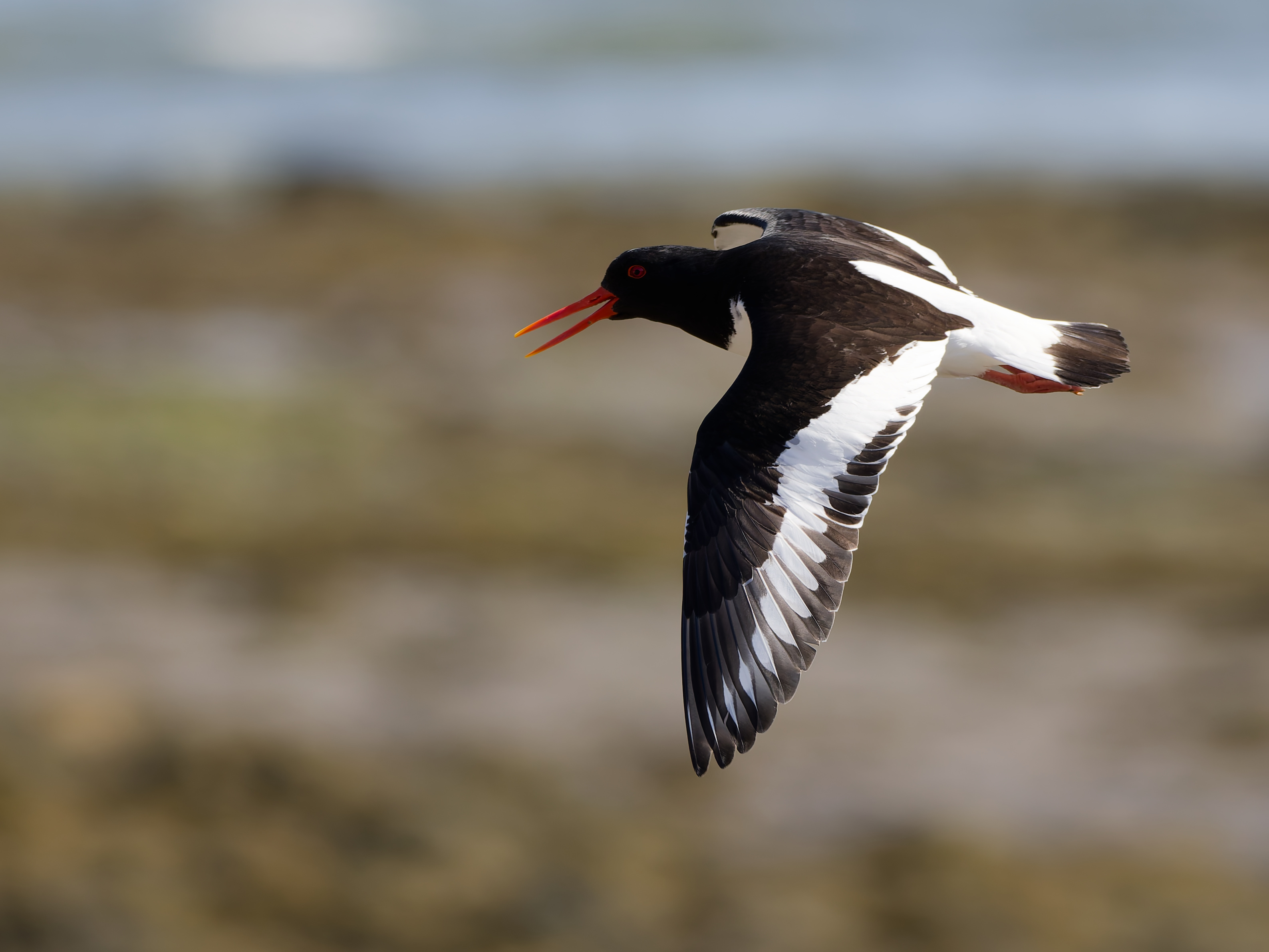 Eurasian oystercatcher in flight