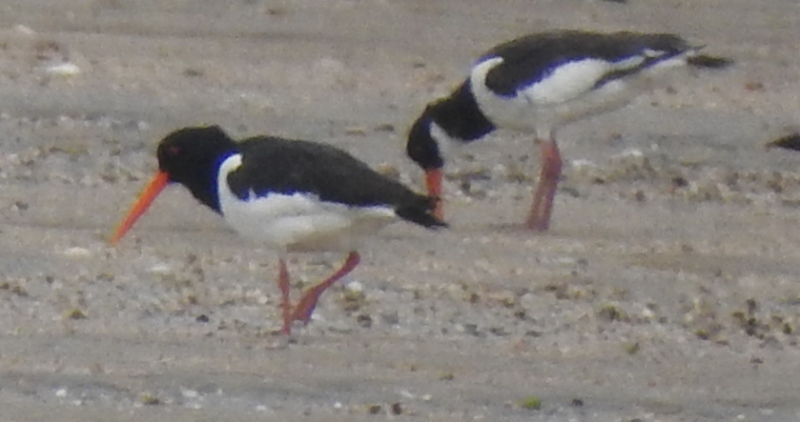 Eurasian Oystercatcher