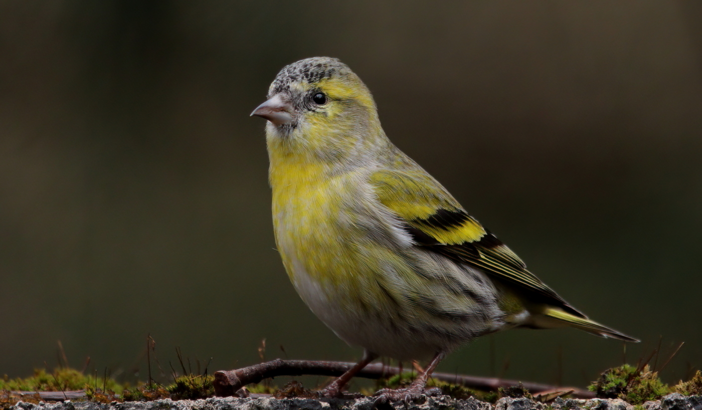 Eurasian siskin