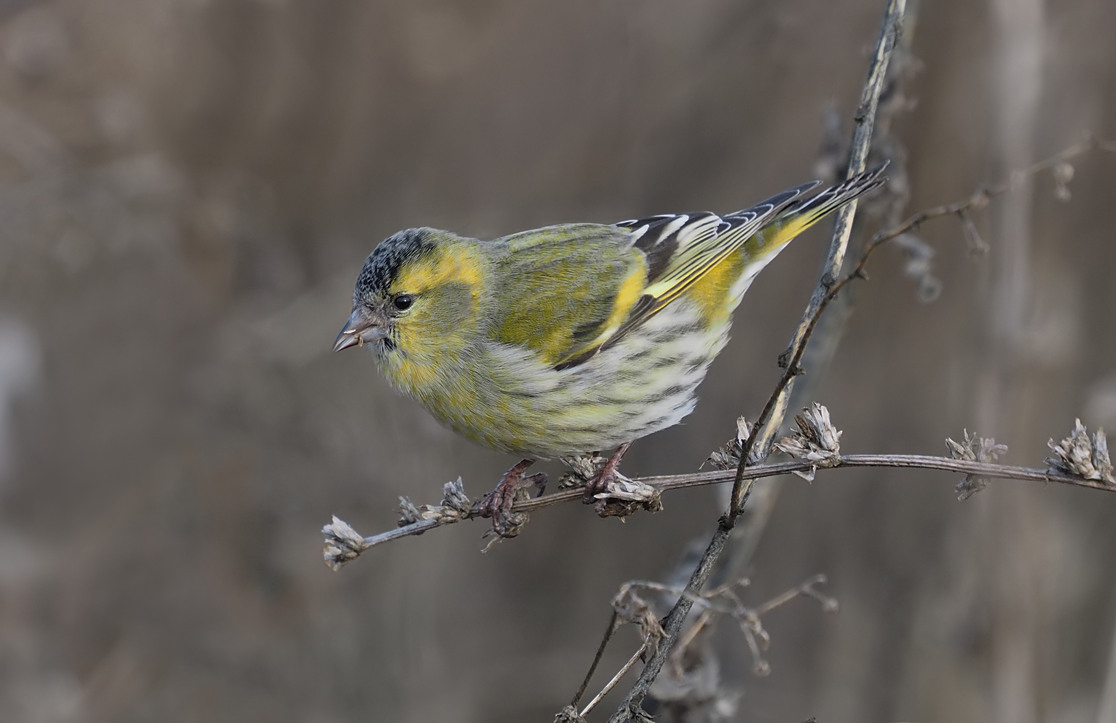 Eurasian Siskin