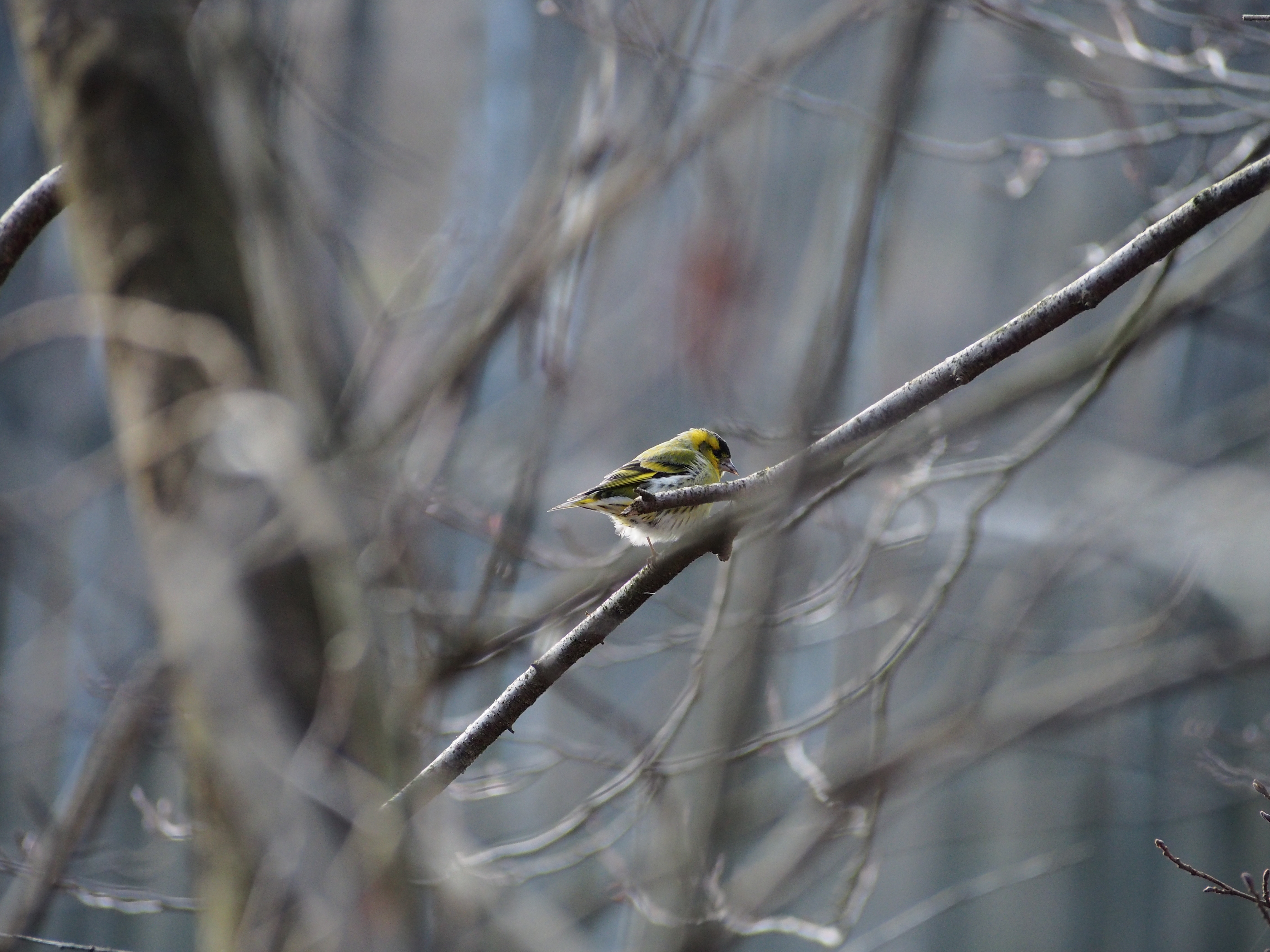 Eurasian siskin