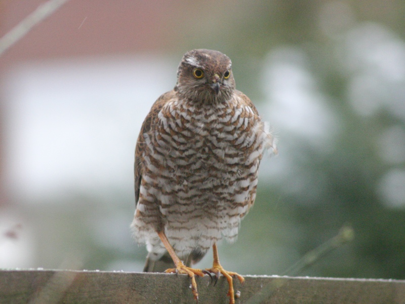 Eurasian Sparrowhawk | BirdForum