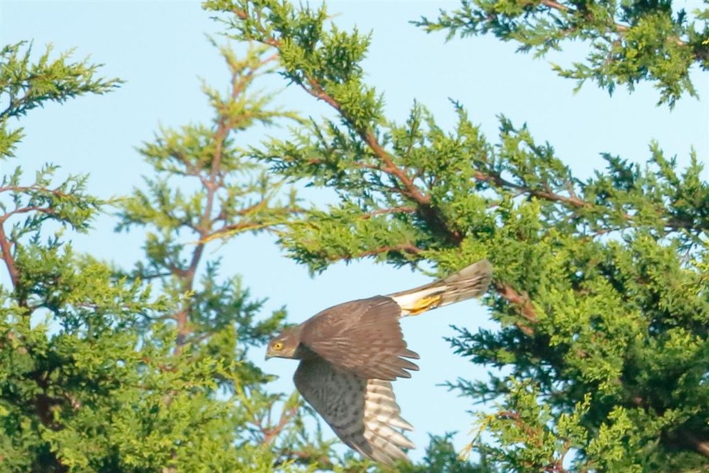 Eurasian Sparrowhawk