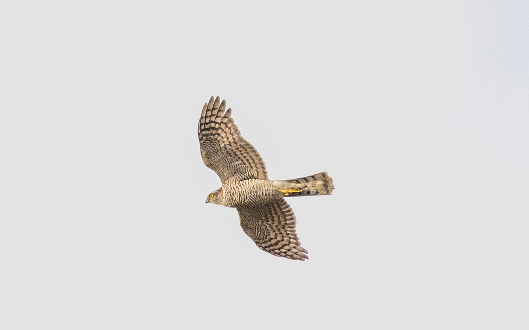 Eurasian Sparrowhawk