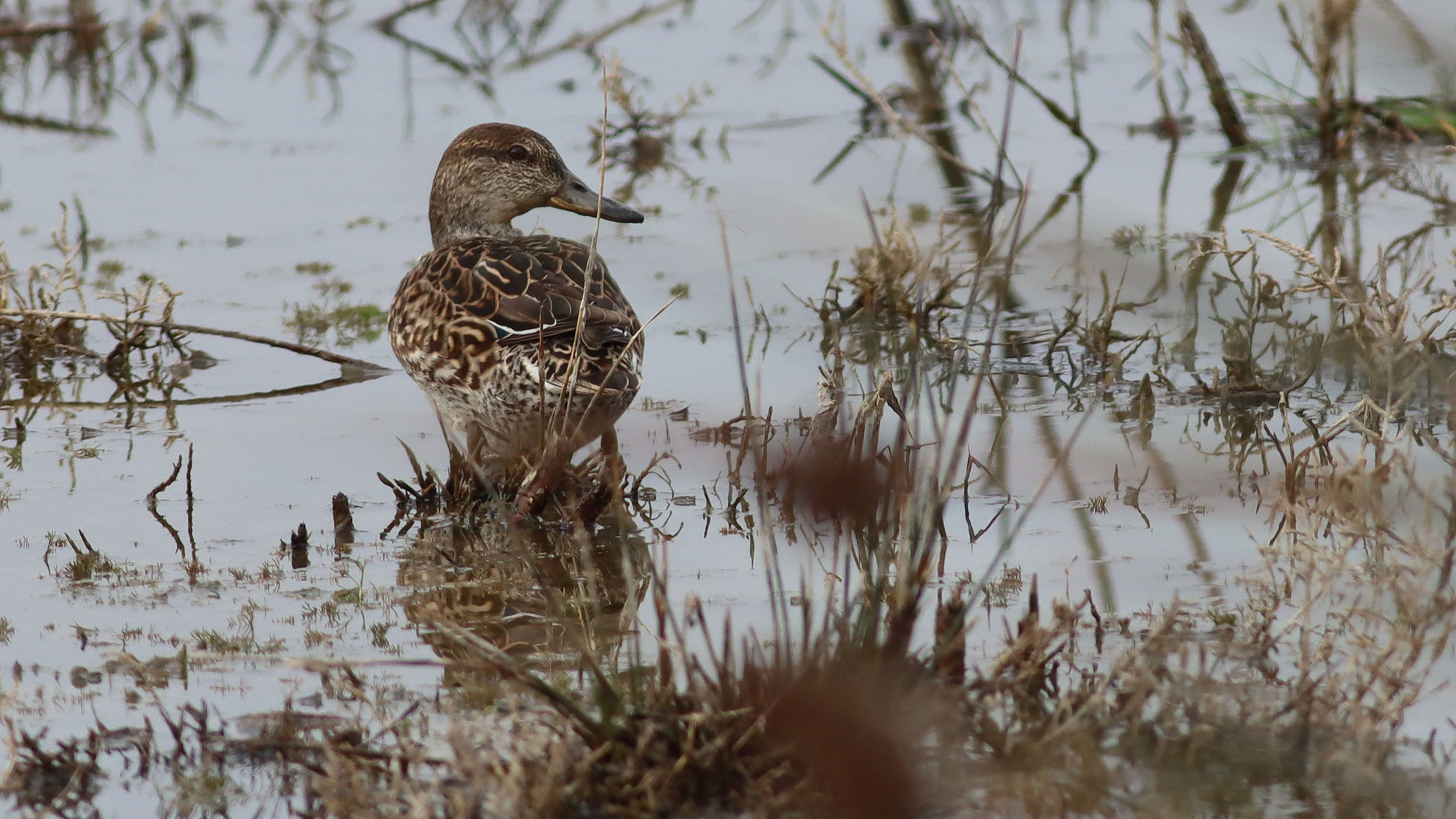 eurasian teal (female)