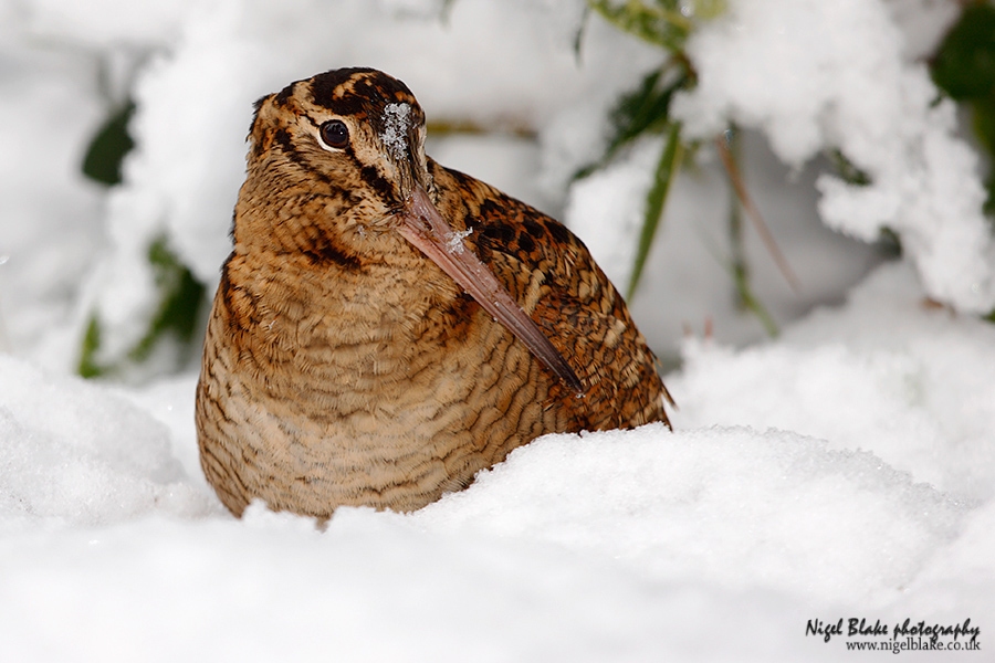 Eurasian Woodcock