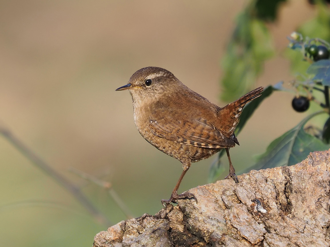 Eurasian Wren