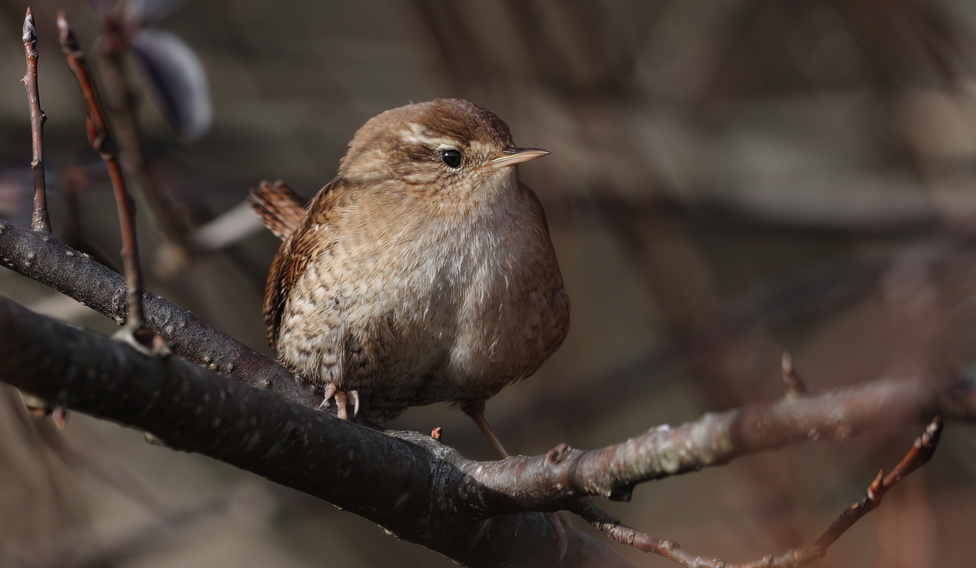 Eurasian wren | BirdForum