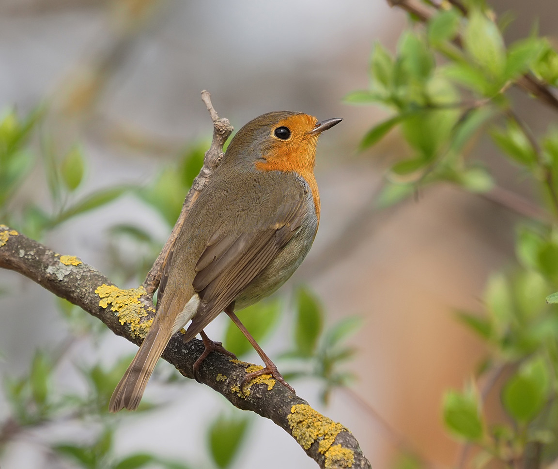 European Robin | BirdForum