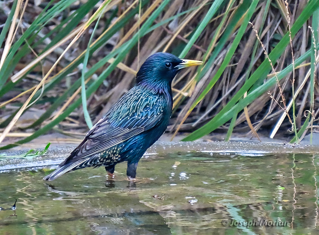 European Starling