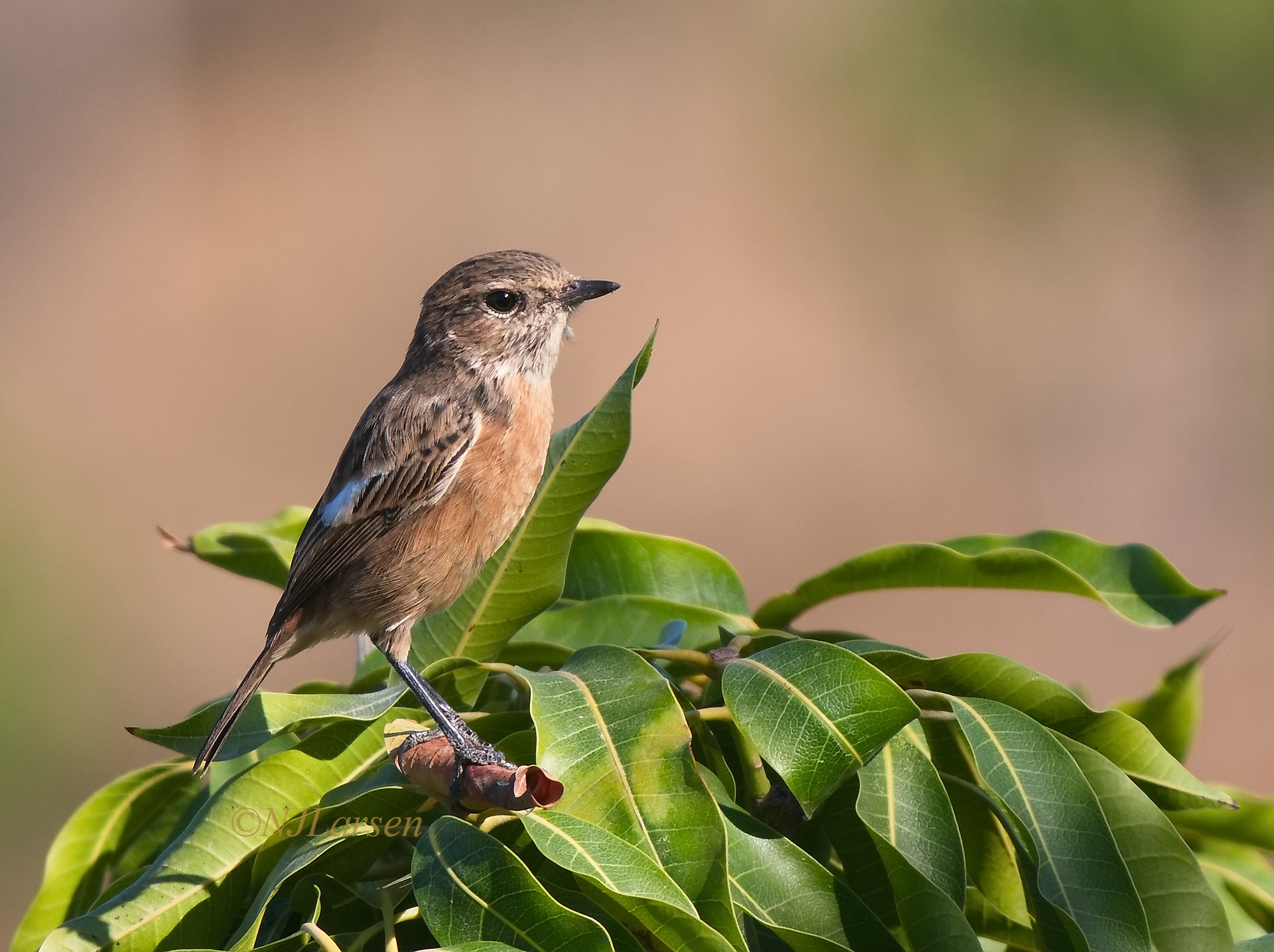 European Stonechat