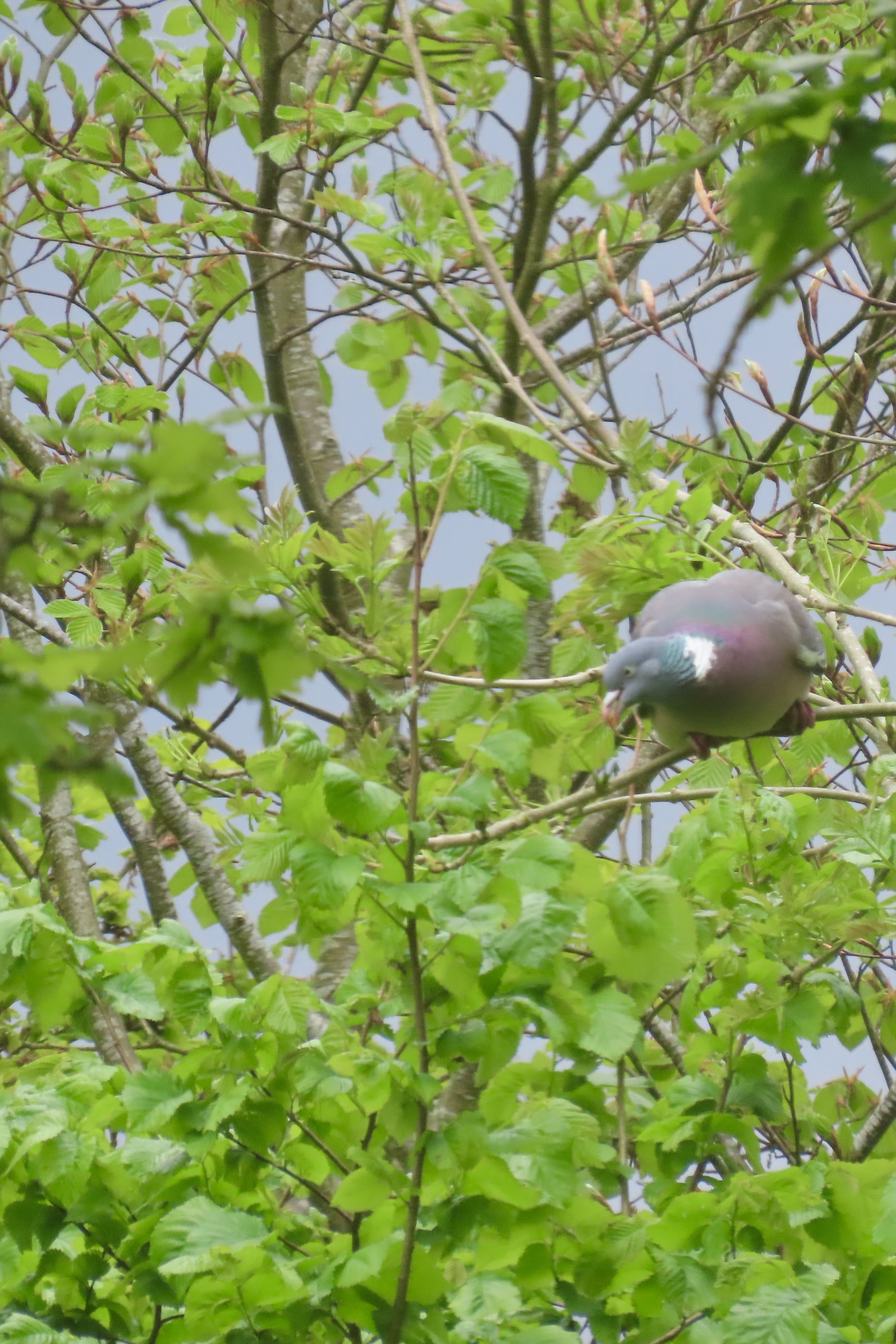 Feasting on buds