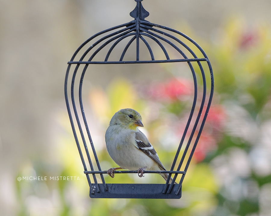 Female American Goldfinch