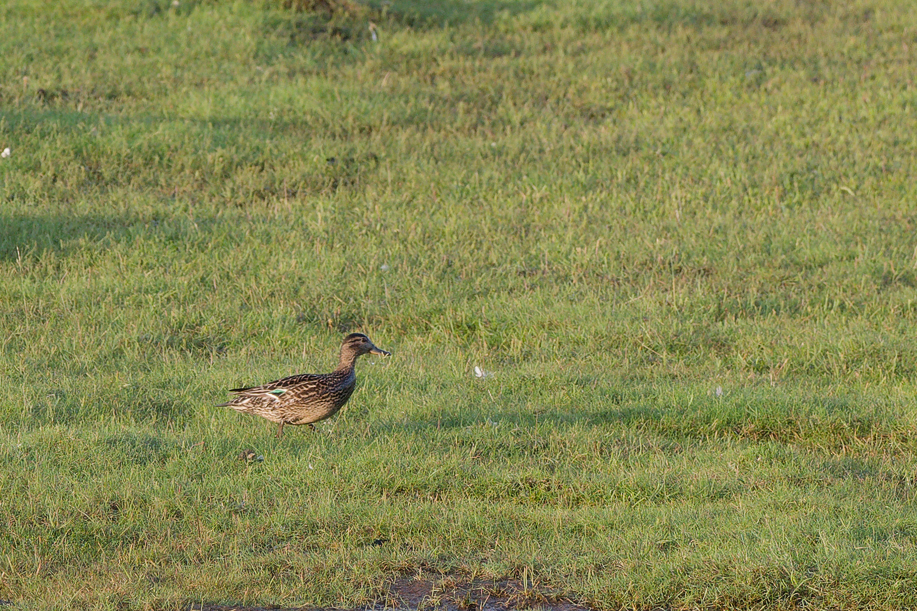 Female Eurasian teal