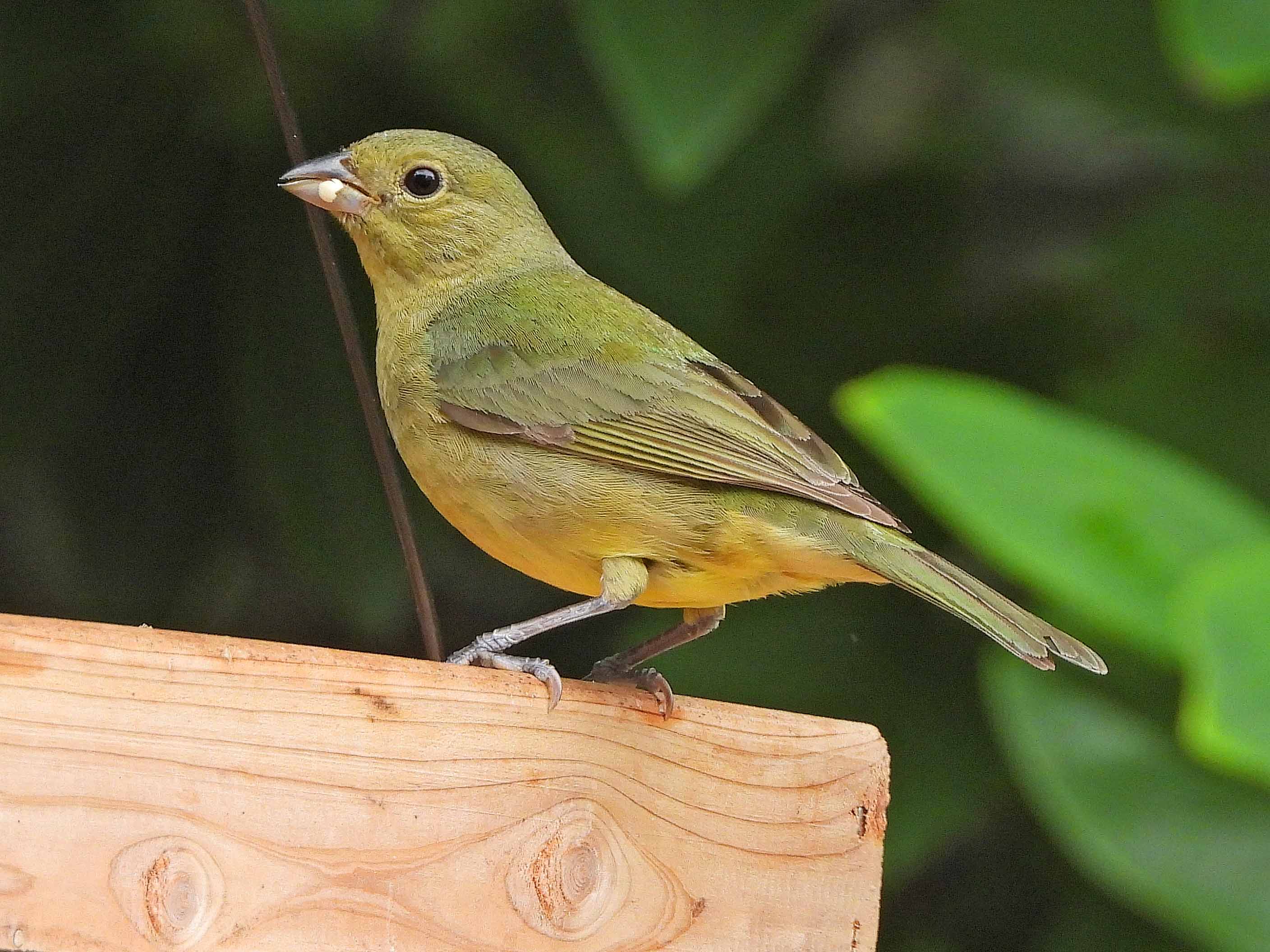 Female Painted Bunting BirdForum