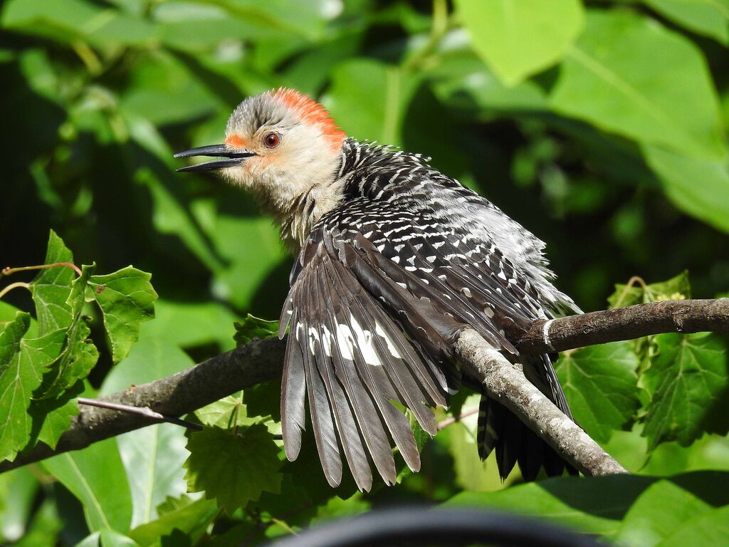 Female Red Bellied Woodpecker III Picture BirdForum   Full