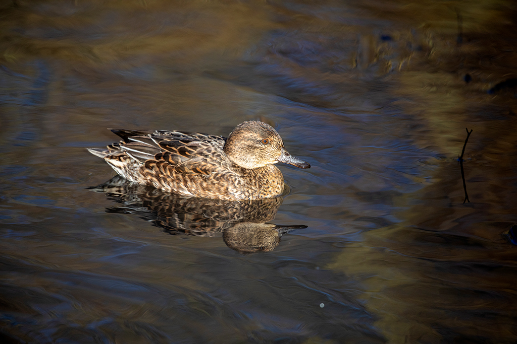 Female teal