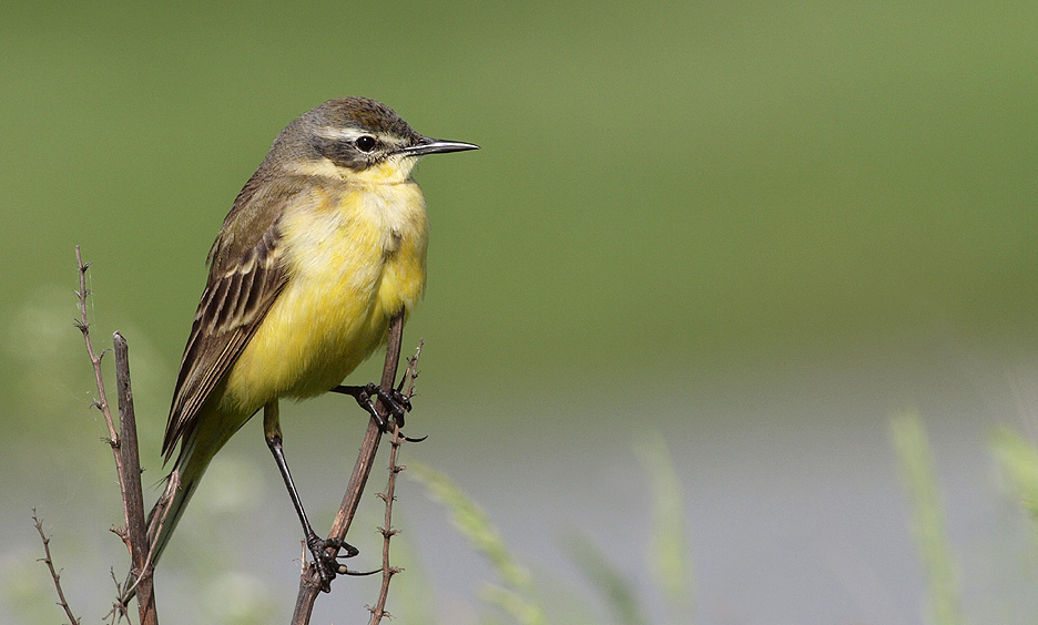 Female Yellow Wagtail