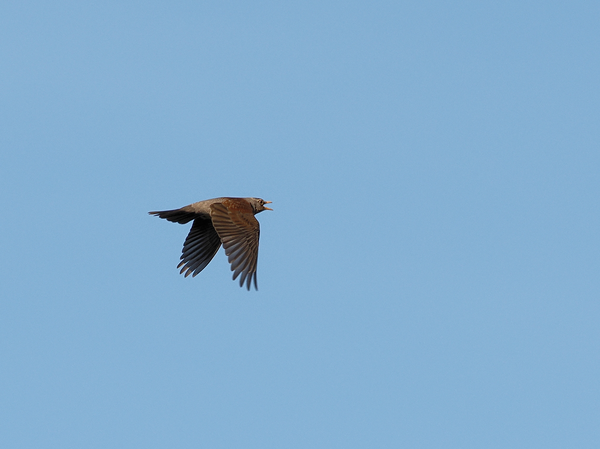 Fieldfare in flight