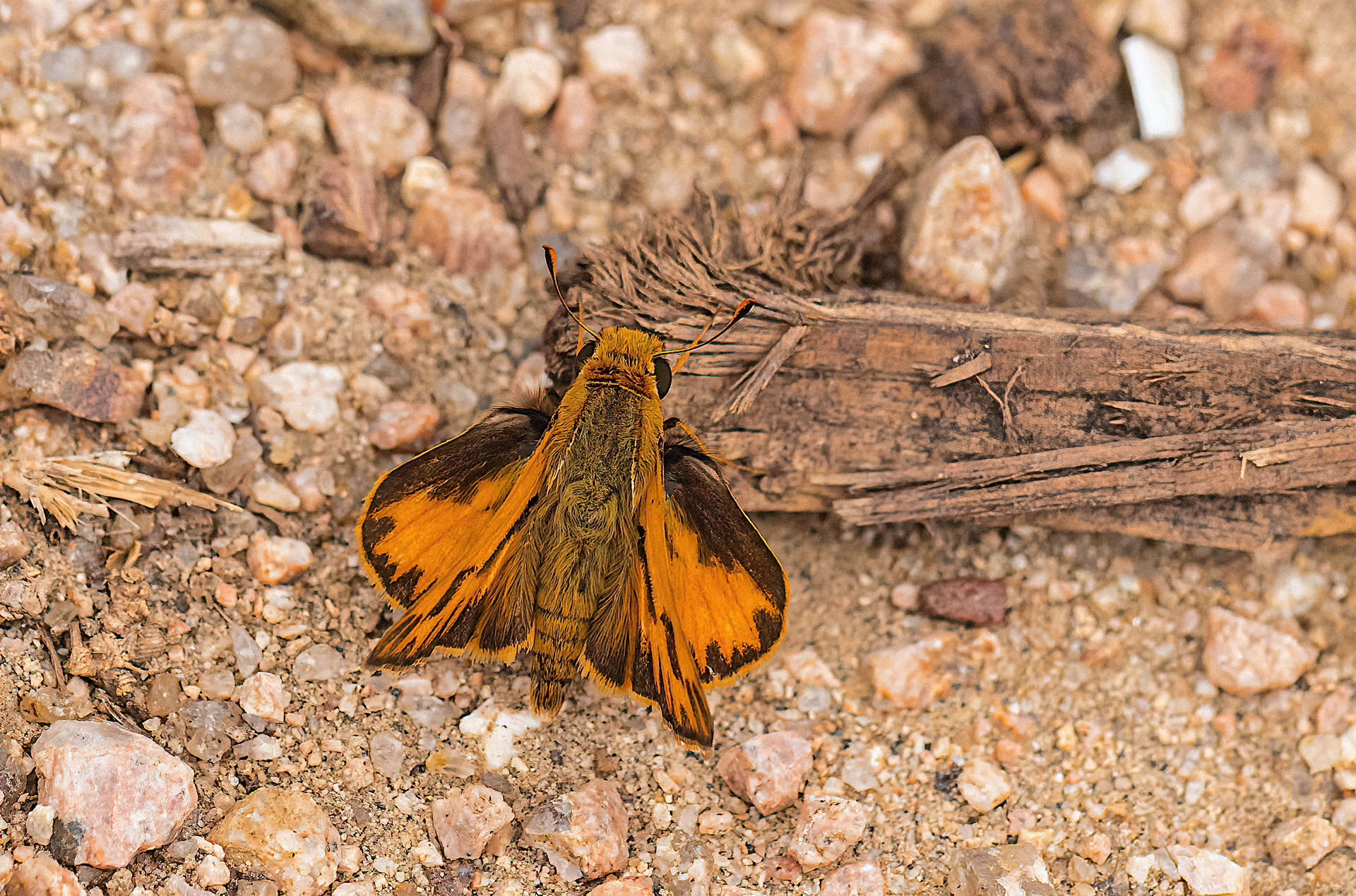 Fiery Skipper