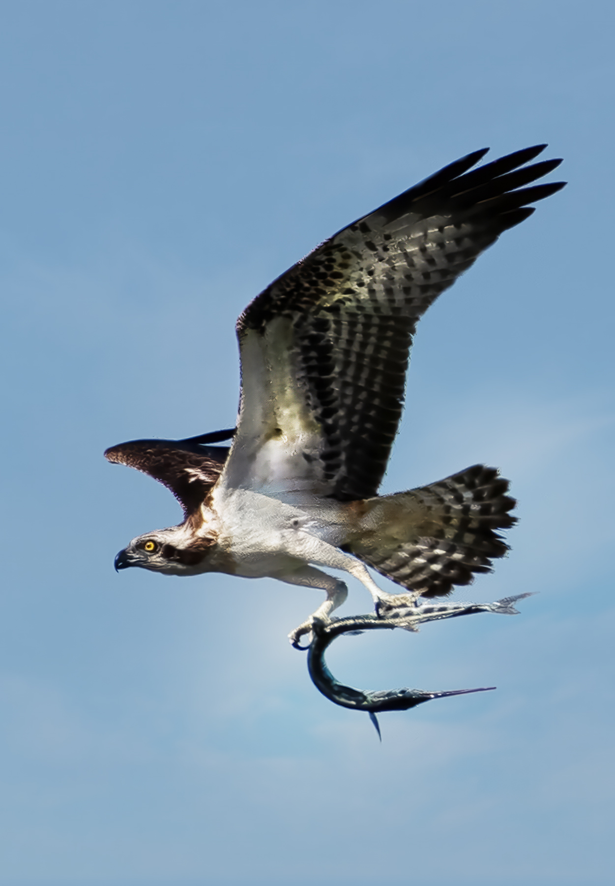 Fisheagle with prey.jpg