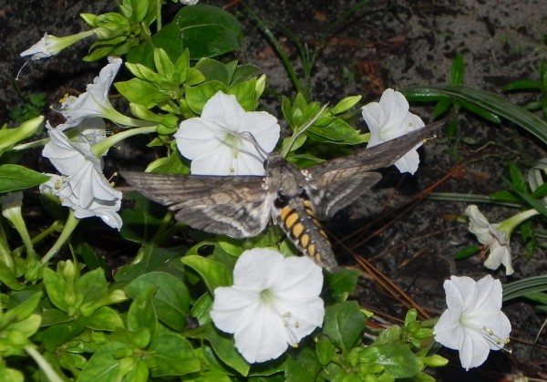 Five Spotted Hawk Moth