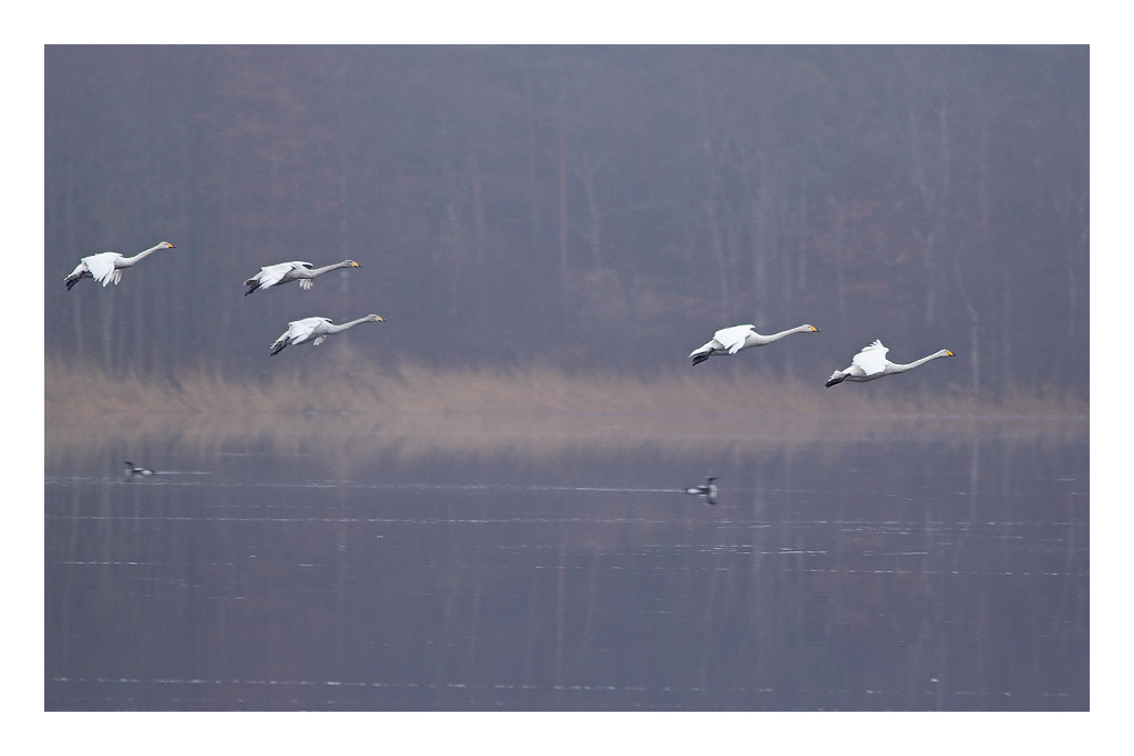 Flight Over Loons