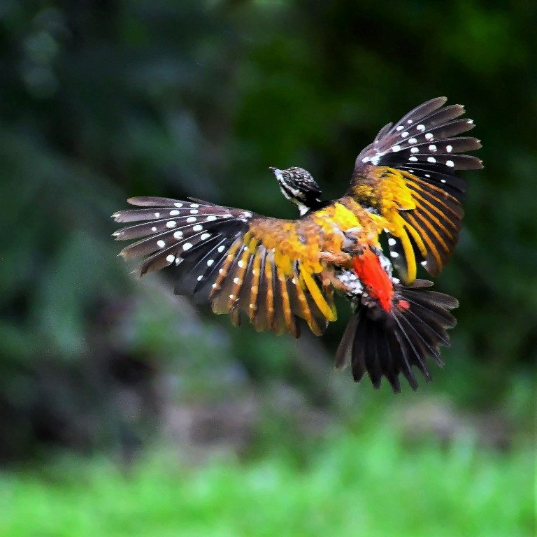 Flight shot of Common Flame-backed (F)