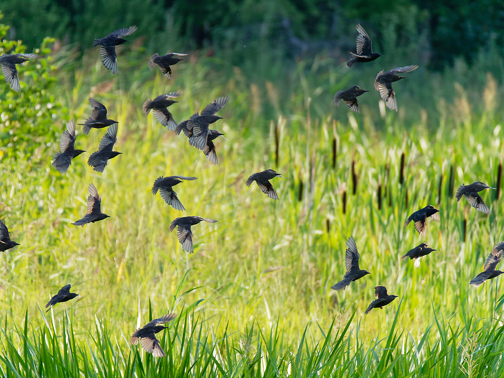 Flock of Starlings