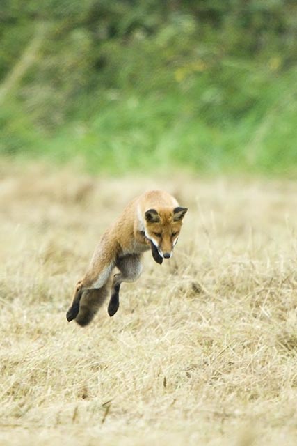 Flying fox!