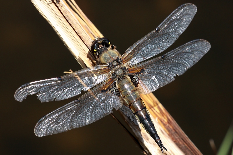 Four-spotted Chaser