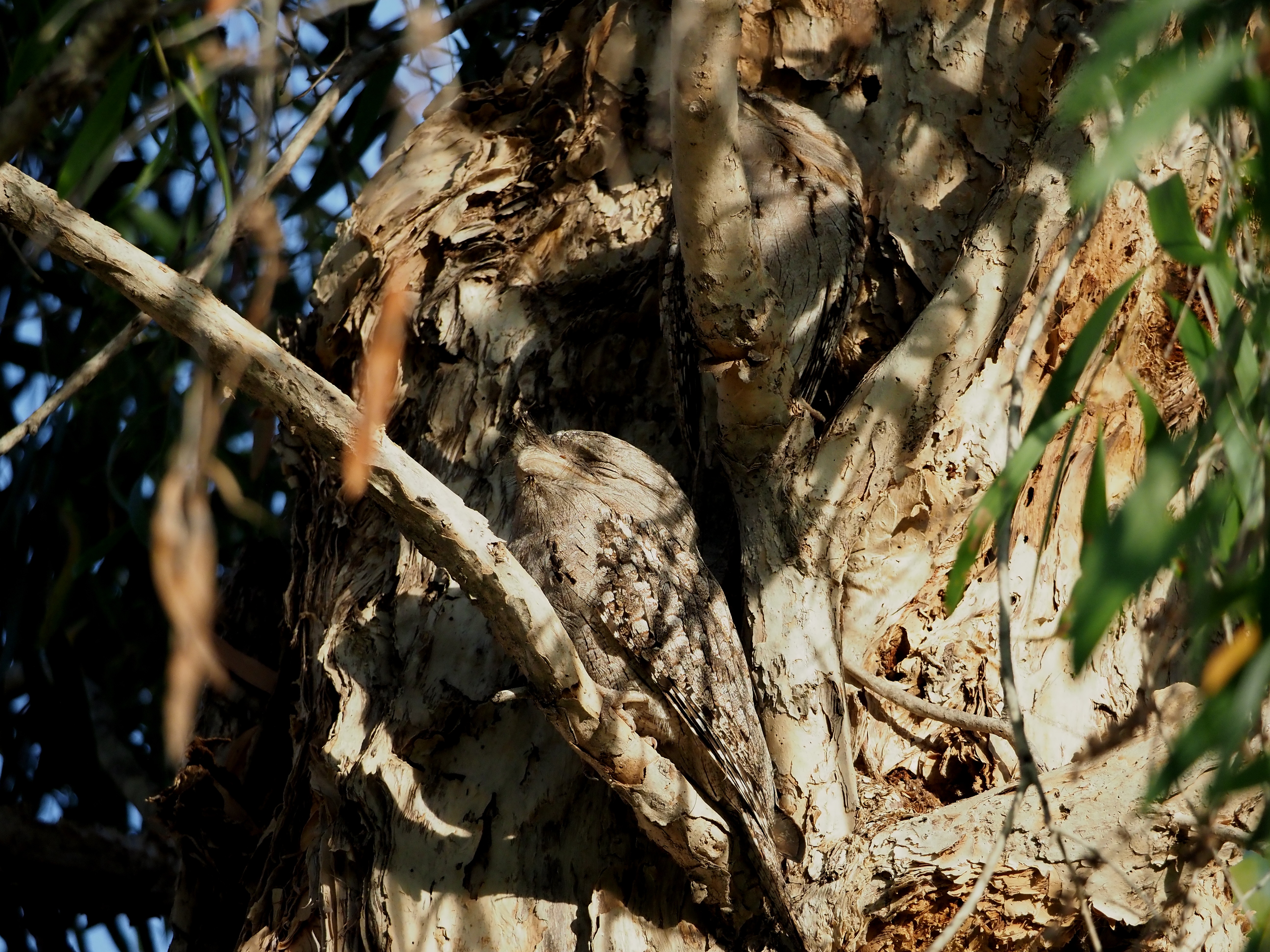 Frogmouth Pair