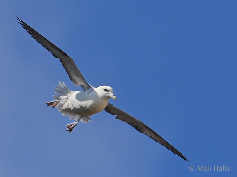 Fulmar