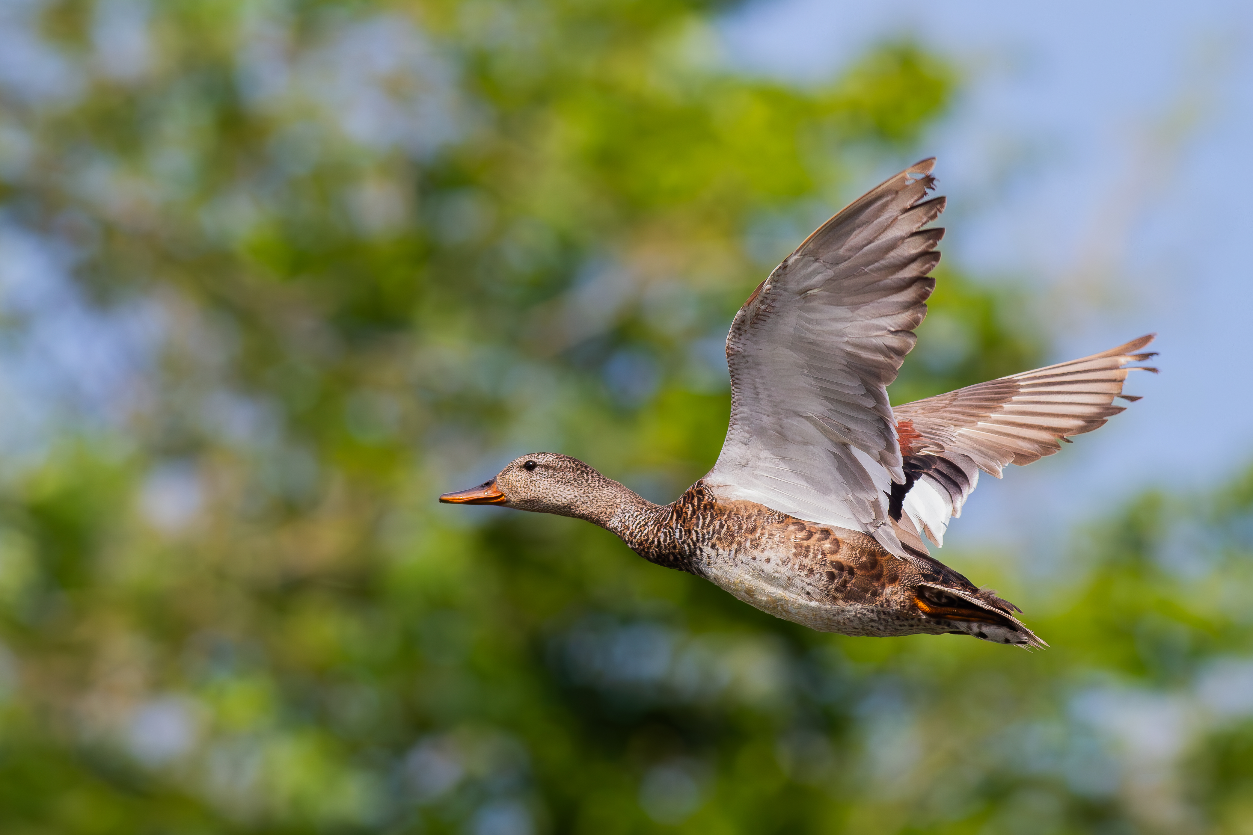 Gadwall