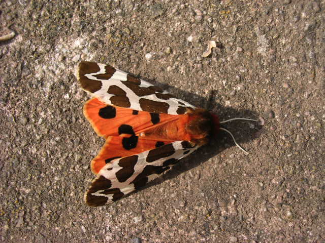 GARDEN TIGER.