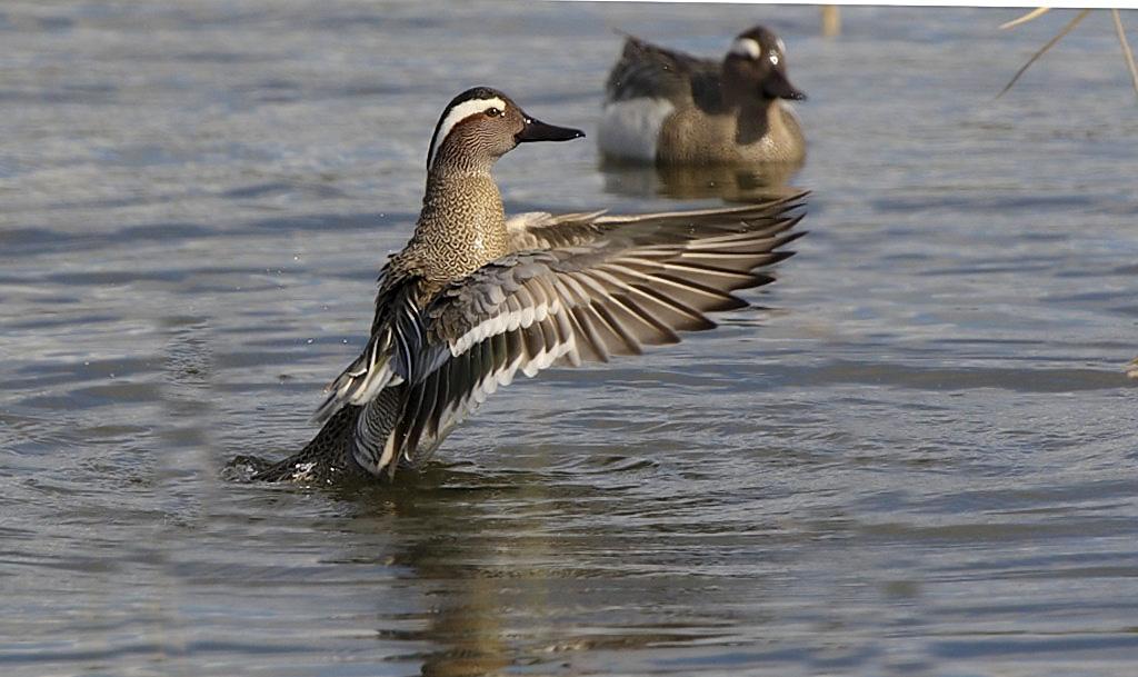 Garganey