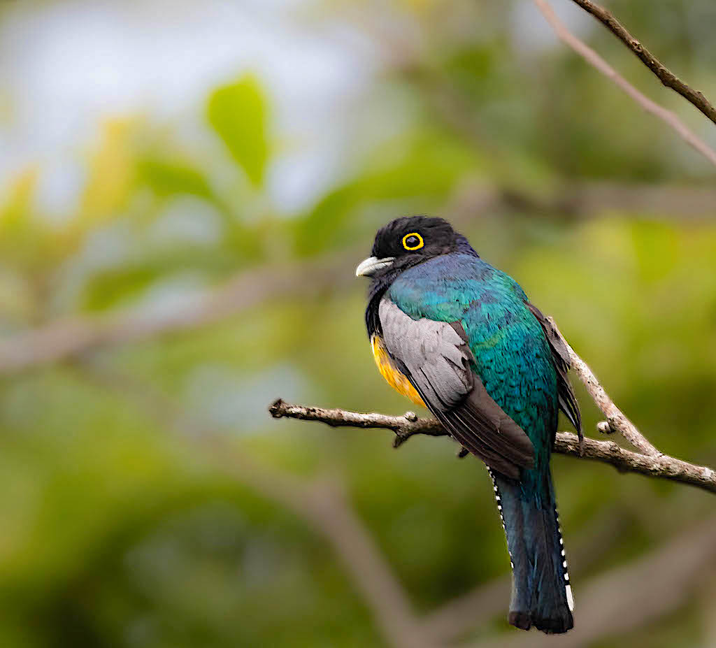 Gartered Trogon (male)