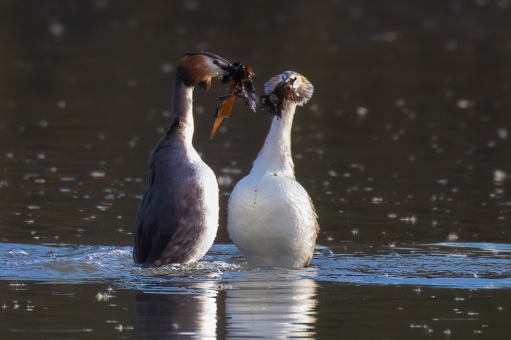 GC grebes