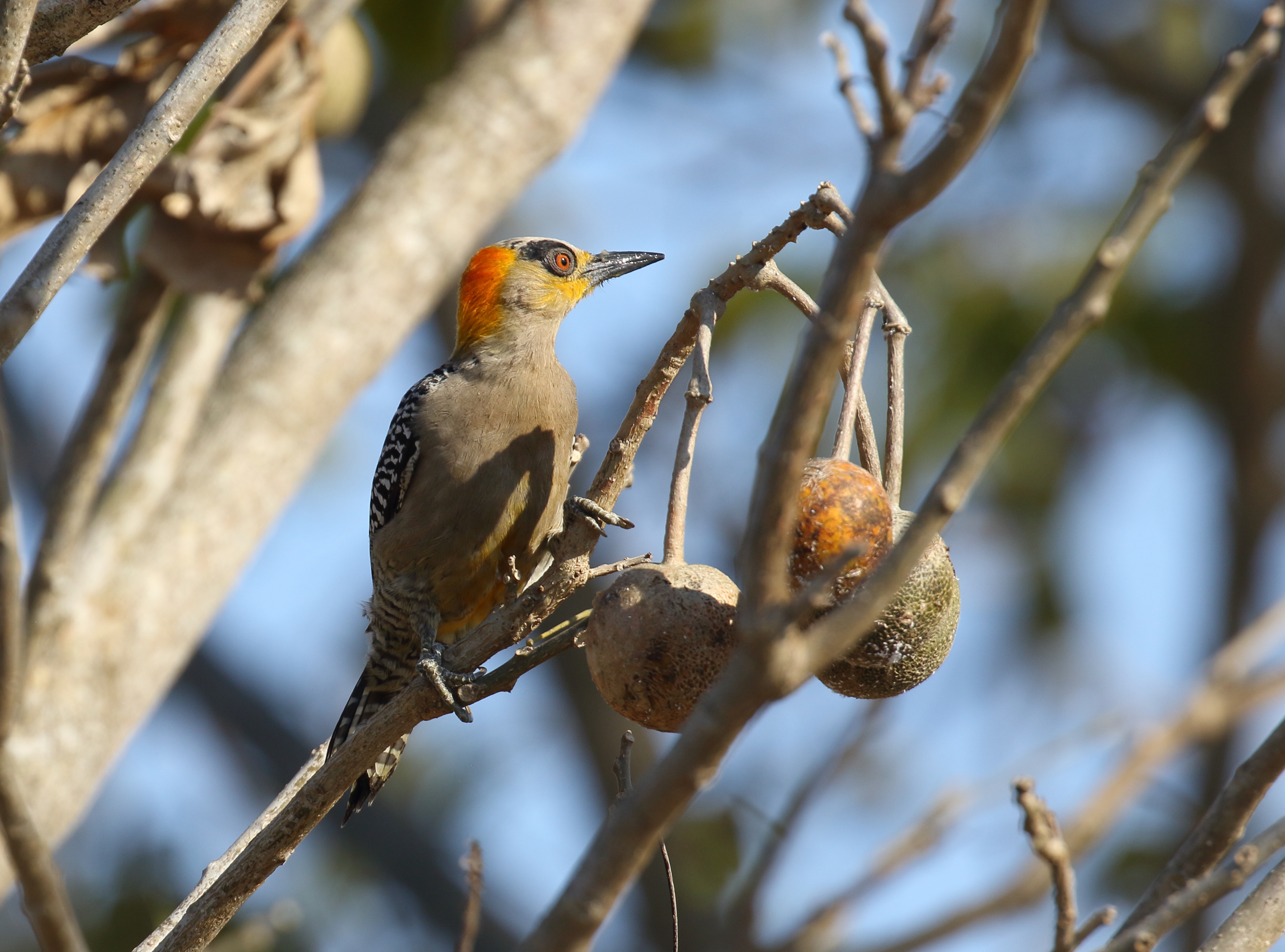 gch woodpecker.JPG