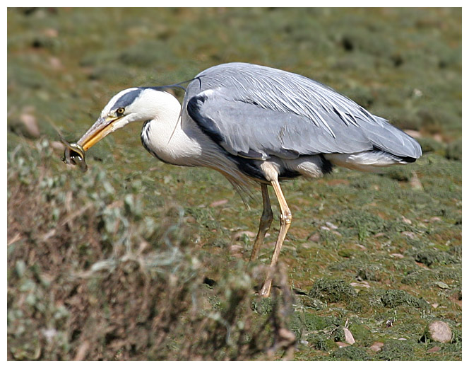 Get Knotted, Heron!