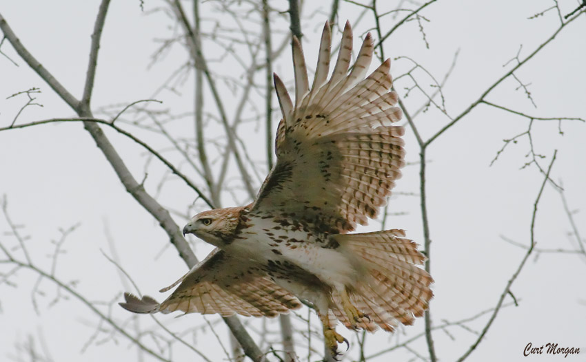 Ghostly Raptor