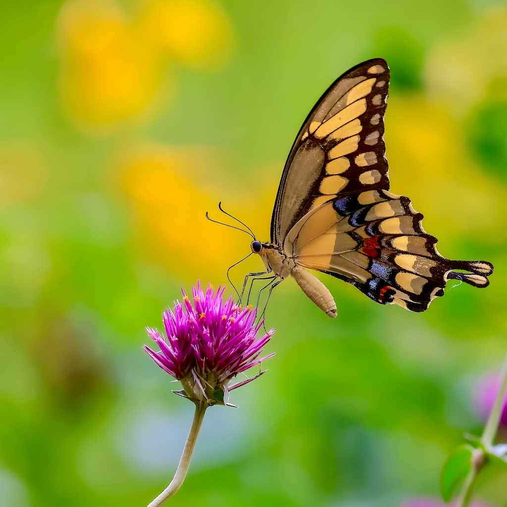 Giant Swallowtail