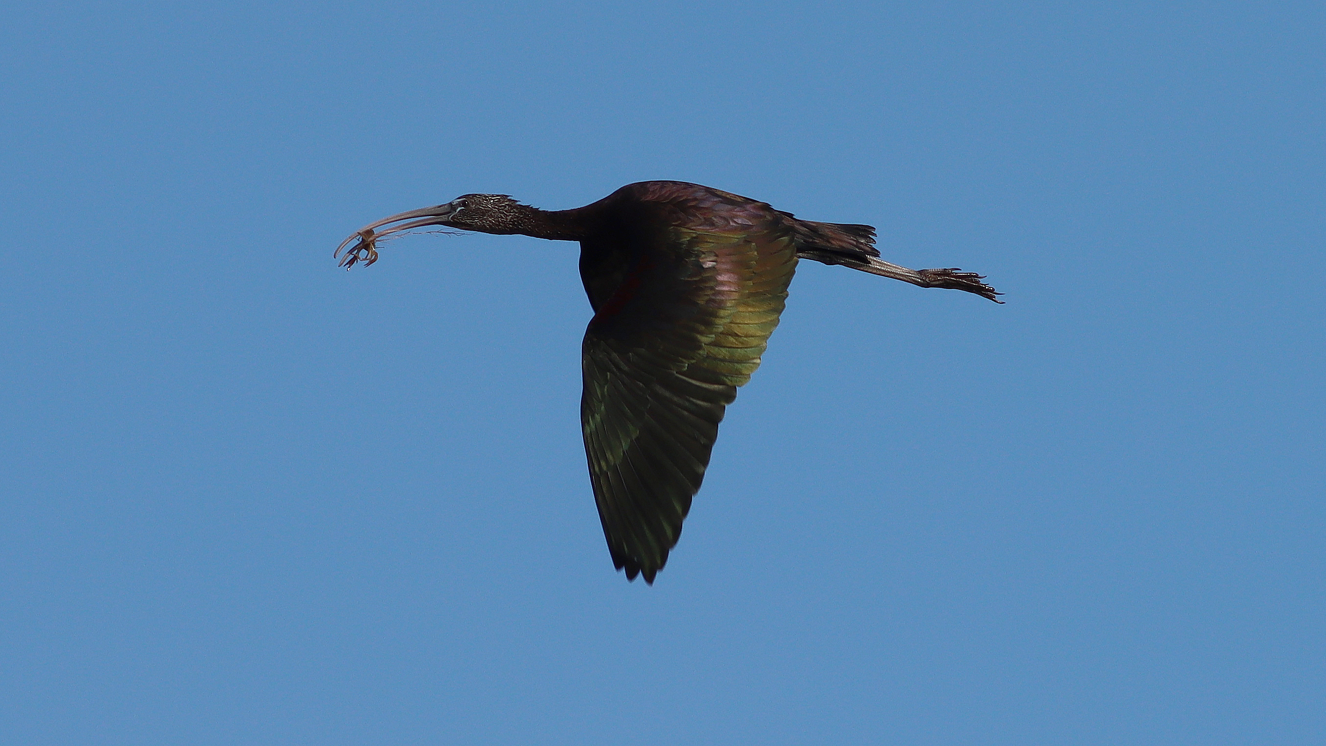 glossy ibis