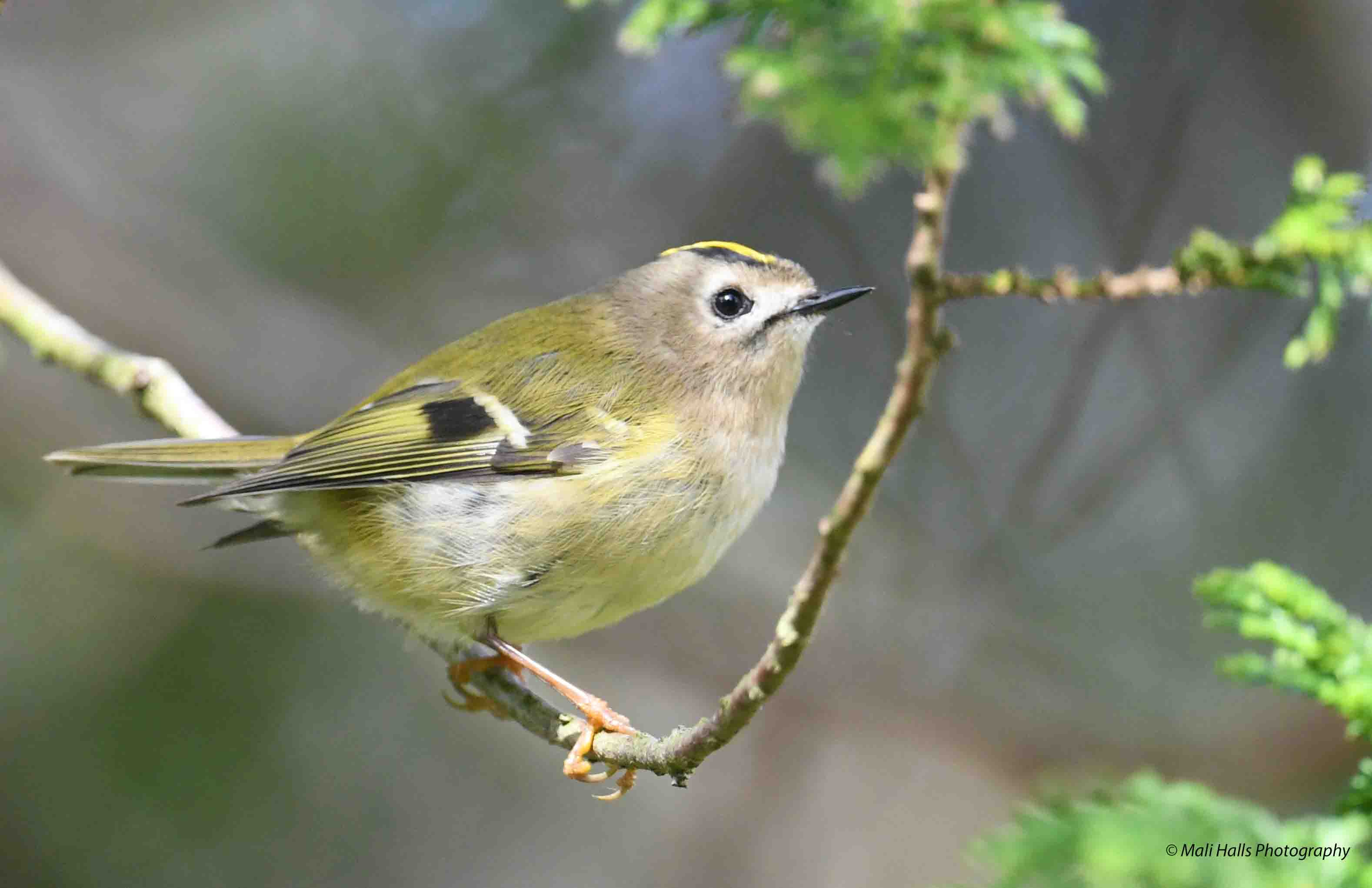 Goldcrest 1631.jpg