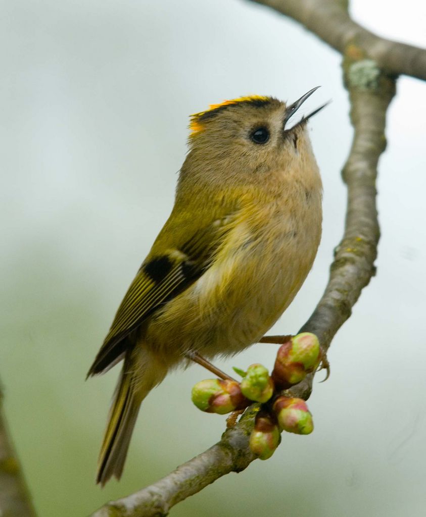 Goldcrest