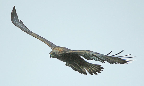 Golden eagle